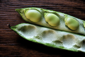 L-dopa broad beans