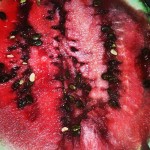 Anti aging diet - Watermelon