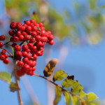 Berries - Anti Aging